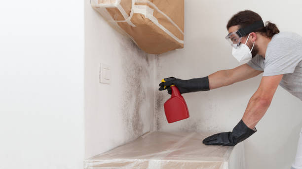 Basement Mold Remediation treatment on basement walls in Hickory Corners